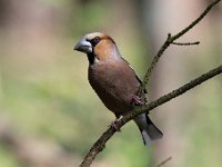 Coccothraustes coccothraustes 131, Appelvink, Saxifraga-Luuk Vermeer