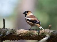 Coccothraustes coccothraustes 137, Appelvink, Saxifraga-Luuk Vermeer