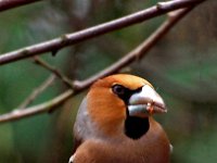 Coccothraustes coccothraustes 14, Appelvink, Saxifraga-Hans Dekker