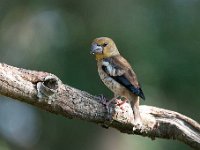 Coccothraustes coccothraustes 140, Appelvink, Saxifraga-Luuk Vermeer