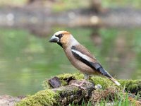 Coccothraustes coccothraustes 145, Appelvink, Saxifraga-Luuk Vermeer