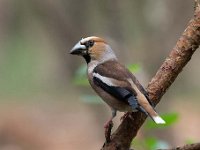 Coccothraustes coccothraustes 147, Appelvink, Saxifraga-Luuk Vermeer