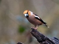 Coccothraustes coccothraustes 148, Appelvink, Saxifraga-Bart Vastenhouw