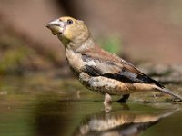 Coccothraustes coccothraustes 150, Appelvink, Saxifraga-Luuk Vermeer