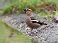 Coccothraustes coccothraustes 152, Appelvink, Saxifraga-Luuk Vermeer