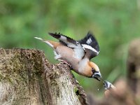 Coccothraustes coccothraustes 158, Appelvink, Saxifraga-Luuk Vermeer