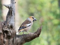 Coccothraustes coccothraustes 164, Appelvink, Saxifraga-Luuk Vermeer