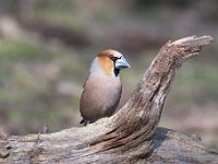 Coccothraustes coccothraustes 168, Appelvink, Saxifraga-Luuk Vermeer