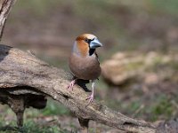 Coccothraustes coccothraustes 170, Appelvink, Saxifraga-Luuk Vermeer