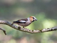 Coccothraustes coccothraustes 174, Appelvink, Saxifraga-Luuk Vermeer