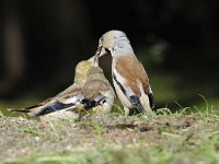 Coccothraustes coccothraustes 178, Appelvink, Saxifraga-Luuk Vermeer