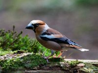 Coccothraustes coccothraustes 185, Appelvink, Saxifraga-Luuk Vermeer