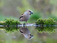 Coccothraustes coccothraustes 192, Appelvink, Saxifraga-Luuk Vermeer