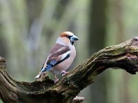 Coccothraustes coccothraustes 194, Appelvink, Saxifraga-Luuk Vermeer