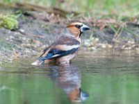 Coccothraustes coccothraustes 203, Appelvink, Saxifraga-Luuk Vermeer