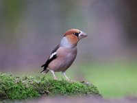 Coccothraustes coccothraustes 204, Appelvink, Saxifraga-Luuk Vermeer