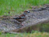 Coccothraustes coccothraustes 212, Appelvink, Saxifraga-Luuk Vermeer