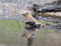 Coccothraustes coccothraustes 216, Appelvink, Saxifraga-Luuk Vermeer