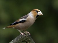 Coccothraustes coccothraustes 22, Appelvink, Saxifraga-Luc Hoogenstein : Nederland, Utrecht, februari, february, the Netherlands, tuinvogel, winter, zeist