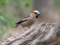 Coccothraustes coccothraustes 222, Appelvink, Saxifraga-Luuk Vermeer