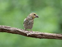 Coccothraustes coccothraustes 227, Appelvink, Saxifraga-Luuk Vermeer