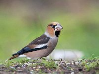 Coccothraustes coccothraustes 228, Appelvink, Saxifraga-Luuk Vermeer