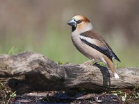 Coccothraustes coccothraustes 23, Appelvink, Saxifraga-Mark Zekhuis