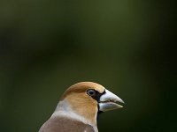 Appelvink; Bull Finch  Appelvink; Bull Finch : Coccothraustes coccothraustes coccothraustes