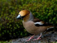 Appelvink  Appelvink te Garderen : Coccothraustes coccothaustes