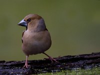 Appelvink  Appelvink te Garderen : Coccothraustes coccothaustes