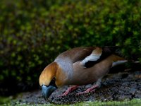 Appelvink  Appelvink te Garderen : Coccothraustes coccothaustes