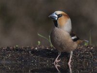 Coccothraustes coccothraustes 45, Appelvink, Saxifraga-Mark Zekhuis