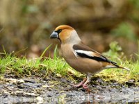 Coccothraustes coccothraustes 47, Appelvink, Saxifraga-Theo Verstrael