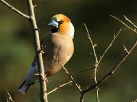 Coccothraustes coccothraustes 49, Appelvink, Saxifraga-Theo Verstrael  Appelvink man 140416