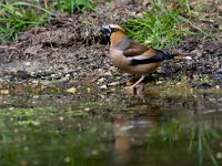 Coccothraustes coccothraustes 5, Appelvink, Saxifraga-Jan Nijendijk