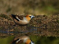 Coccothraustes coccothraustes 50, Appelvink, Saxifraga-Theo Verstrael  Appelvink man drinkend 140416