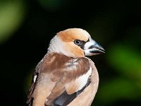 Coccothraustes coccothraustes 54, Appelvink, Saxifraga-Luuk Vermeer