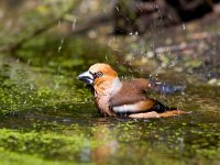 Appelvink  appelvink in de Haspel : Coccothraustes coccothraustes