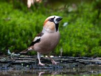 Coccothraustes coccothraustes 77, Appelvink, Saxifraga-Luuk Vermeer