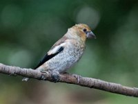 Coccothraustes coccothraustes 78, Appelvink, Saxifraga-Luuk Vermeer