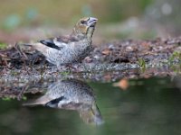 Coccothraustes coccothraustes 94, Appelvink, Saxifraga-Luuk Vermeer