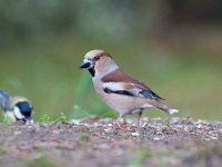 Coccothraustes coccothraustes 96, Appelvink, Saxifraga-Luuk Vermeer