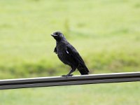 Young Western Jackdaw (Coloeus monedula)  Young Western Jackdaw (Coloeus monedula) : young, Western Jackdaw, jackdaw, Coloeus monedula, Eurasian jackdaw, European jackdaw, bird, songbird, juvenile, avifauna, fauna, animal, wildlife, wild bird, single bird, blay, grey, gray, resting, nature, natural, outside, outdoor, nobody, no people, Europe, netherlands