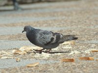 Columba livia f domestica 3, Rotsduif, Saxifraga-Jan van der Straaten