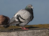 Columba livia f domestica 8, Rotsduif, Saxifraga-Peter Meininger