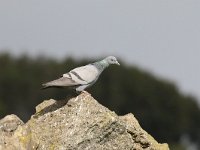 Columba livia 10, Rotsduif, Saxifraga-Henk Baptist