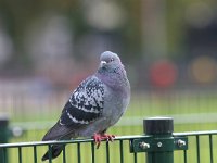 Columba livia f domestica 1, Rotsduif, Saxifraga-Lianne Schroeder