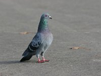 Columba livia f domestica 2, Rotsduif, Saxifraga-Lianne Schroeder