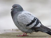 Columba llivia, Stadsduif; Rock Pigeon  Columba llivia, Stadsduif; Rock Pigeon : Columba llivia, Rock Pigeon, Stadsduif, bird, city, duif, park, parkvogel, pigeon, postduif, siervogel, stad, stadsvogel, verwilderd, vogel