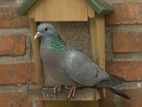 Columba oenas 13, Holenduif, Saxifraga-Willem van Kruijsbergen